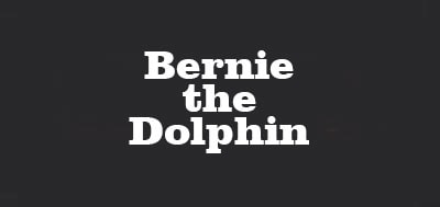 Bernie the Dolphinbck